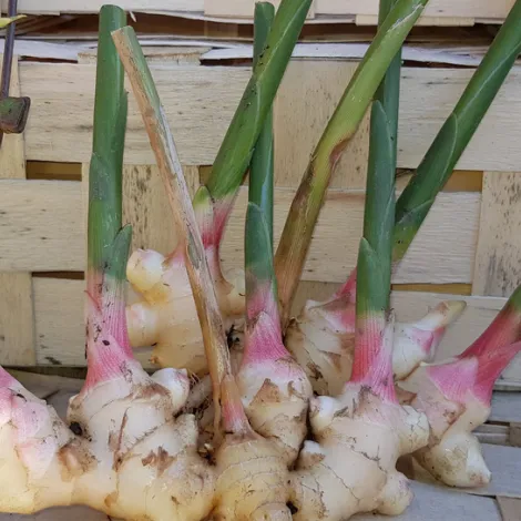 Gemüsehof Flachenecker