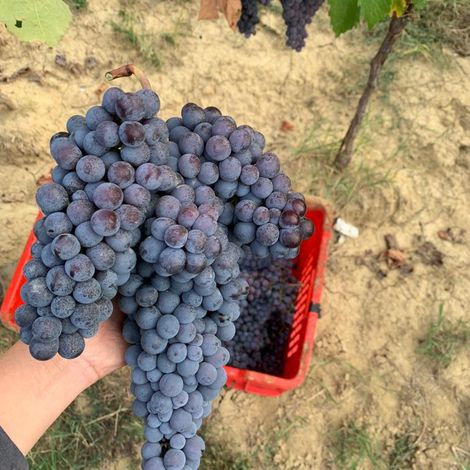 Nebbiolo grapes