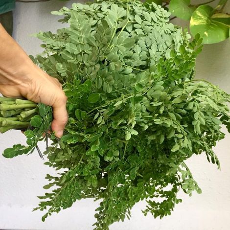 PT. Moringa Indonesia Fangardana - Moringa Leaves