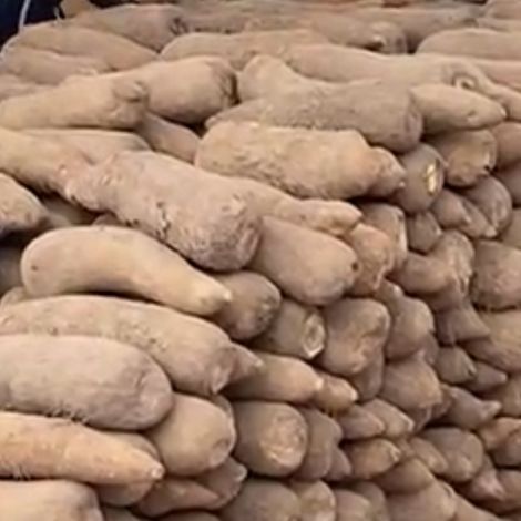 Yam