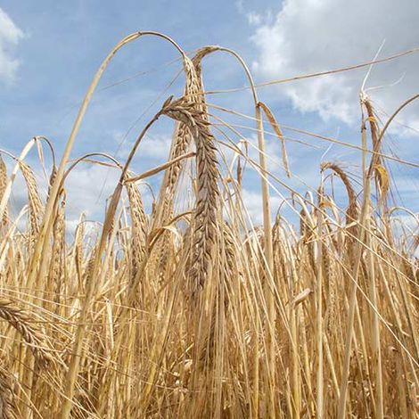 PGP - Malting Barley