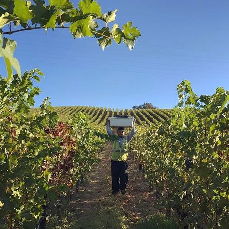 Merryvale Vineyards_Wines_Vineyards