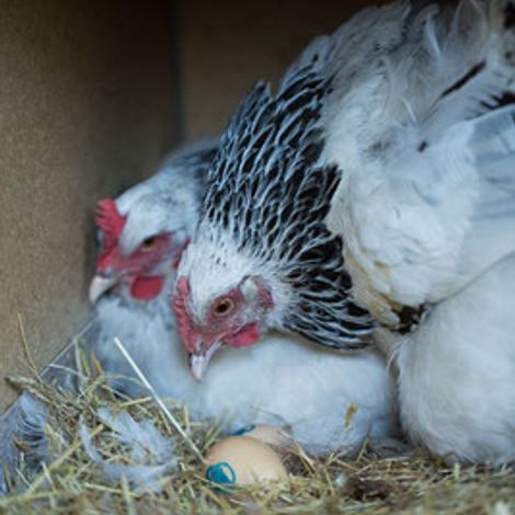 Föhrenlicht Bioland Farm