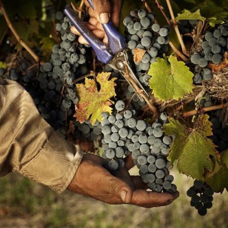 Bodega Septima - Product