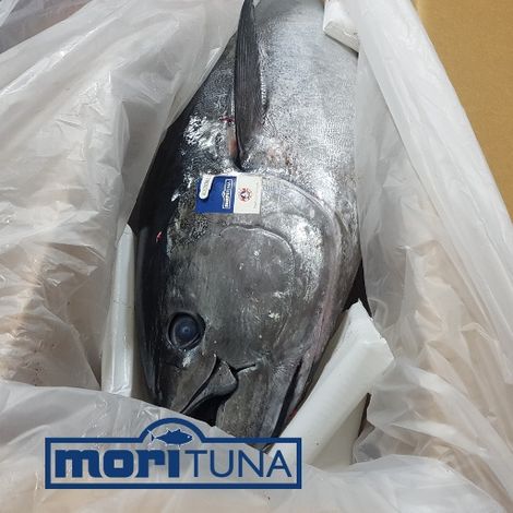 Mori Southern Bluefin Tuna
