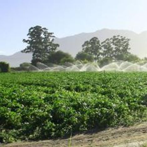 Vineyards