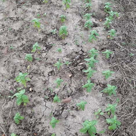 Young basil fields