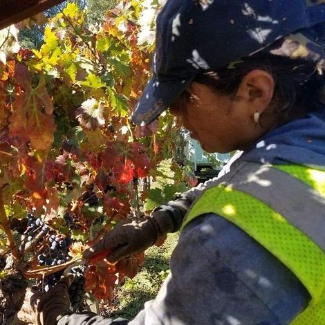 Frog's Leap Winery_Wine_Harvest