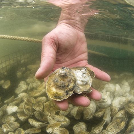 Hoopers Island Oyster Aquaculture Company, LLC