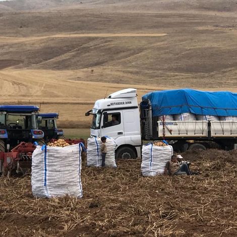 Ucler Tarim - Potato Harvest