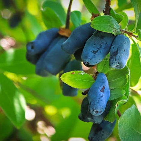 istockphoto-1292125667-612x612.jpg