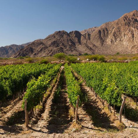 Bodega Amalaya