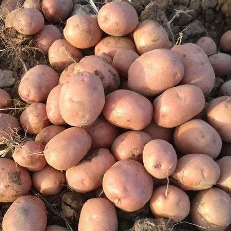 Fresh Lady Rosetta Potato