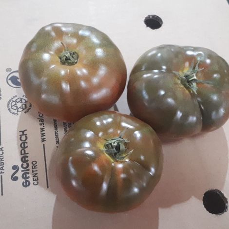 [Gonserbio]_[Tomato]_[Optima]