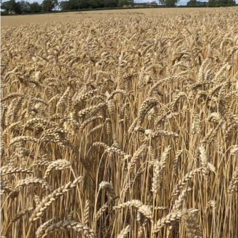 Gilchesters Organics Limited