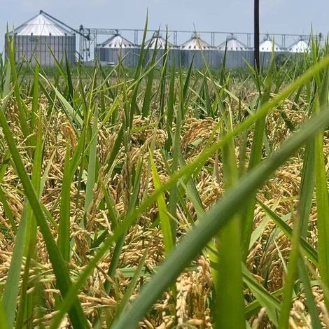 Doguet's Rice Milling Company - Rice Field
