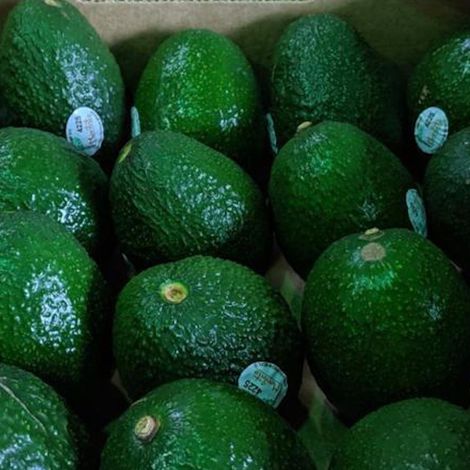Mexican Avocado