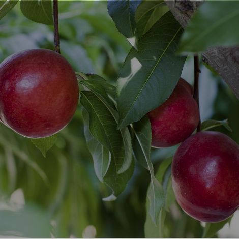 Frutas La Carrichosa