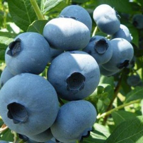 FRASER VALLEY PACKERS INC