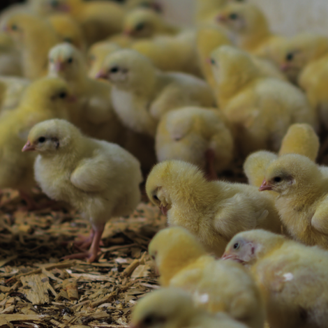 JSC Siberian Agrarian Group - Poultry