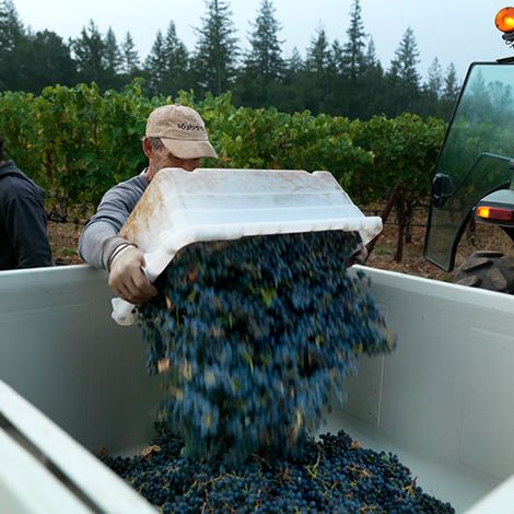 CADE Estate Winery_Wine_Harvest4