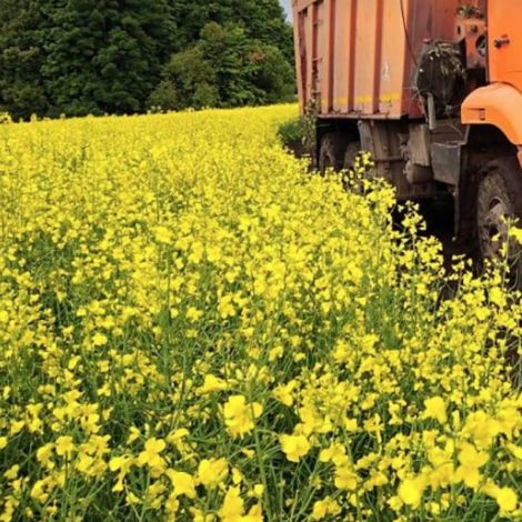 Mustard Fields