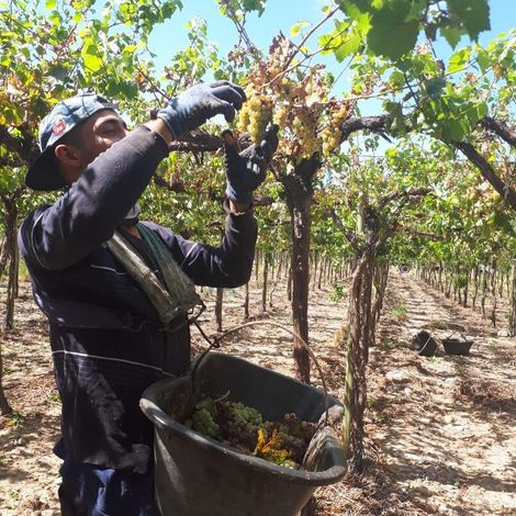 Xumek_Wine_Vineyards