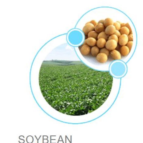 Soybean