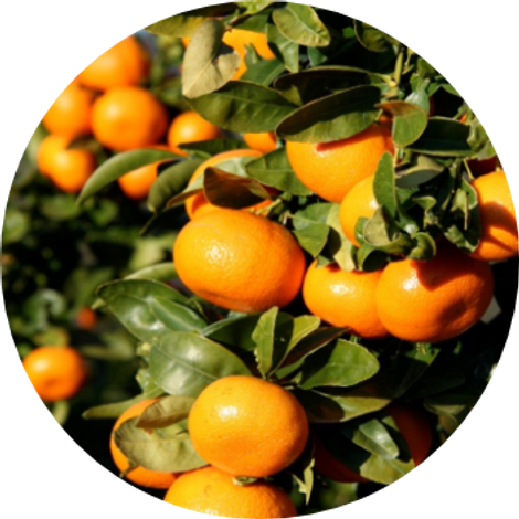BIOSENSES ORGANIC CITRUS, RIOTINTO FRUIT COMPANY