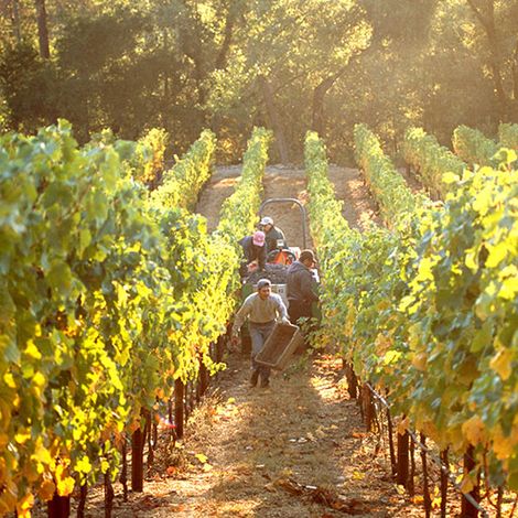 CADE Estate Winery_Wine_Harvest2