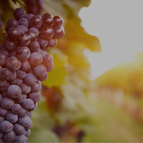 Frutas La Carrichosa