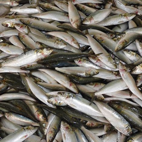 Fishery