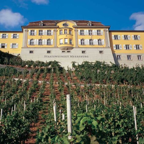Staatsweingut Meersburg - Vineyard