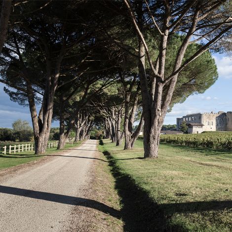 Château de Fargues - Vineyard