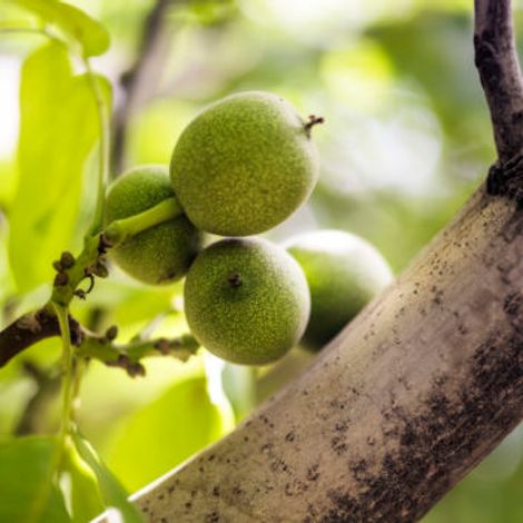 Borge Agricultural & Industrial Nuts SA - Product