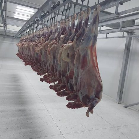 Frozen Lamb