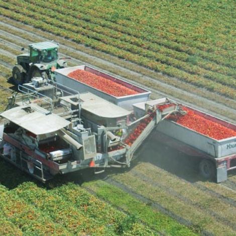 J. G. Boswell Tomato Company, LLC