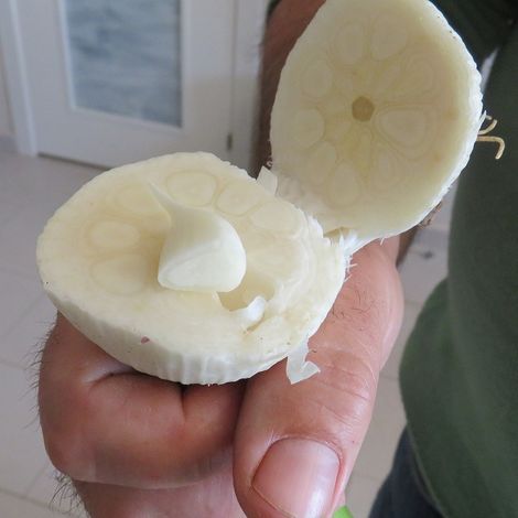 Spring White Garlic cut in the middle