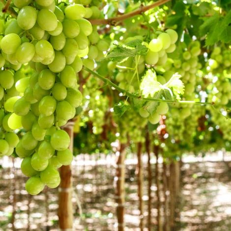 Fundo Sacramento S.A.C.