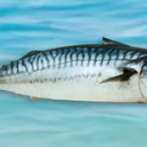 pacific mackerel