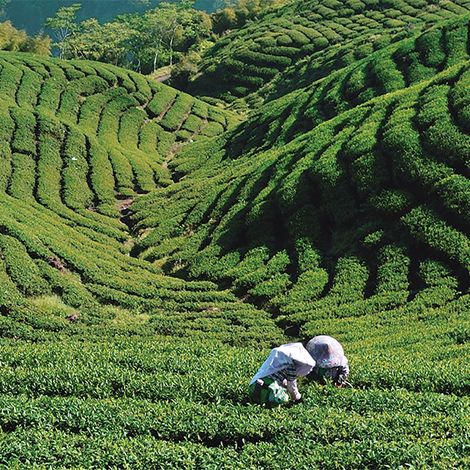 Huashan Tea Industry - Plantation