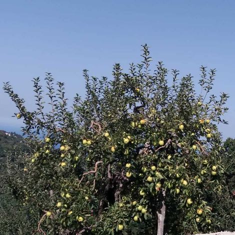 AGRICULTURAL COOP. OF ZAGORA PILION - Plantation
