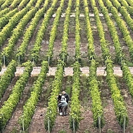 Felipe Staiti Wines_Wines_Vineyard