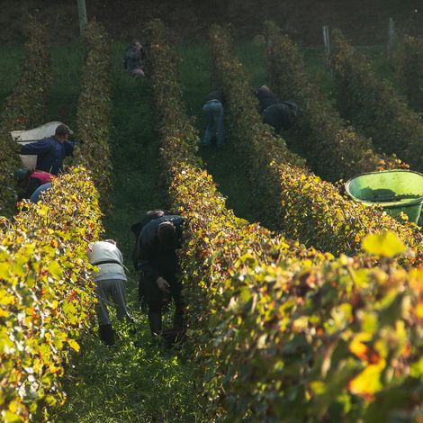 Château Bernateau - Vineyard