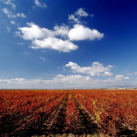 COMERCIALIZADORA LA RIOJA ALTA S.L. - Vineyard