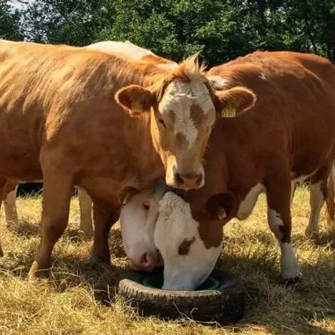 Oettersdorfer AG - Livestock