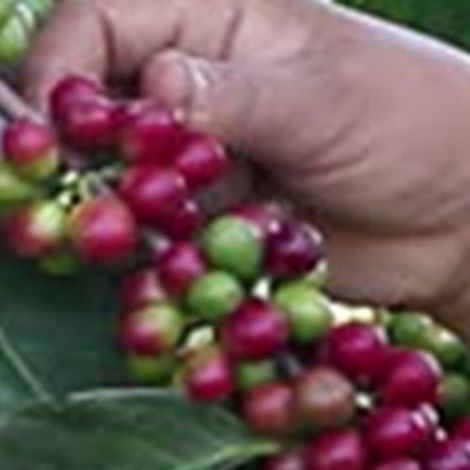 Green Land Coffee Plantation = Coffee Bean