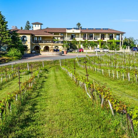 VIGNOBLE CARPINTERI