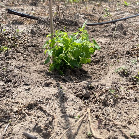 HOP HEAD FARMS, LLC