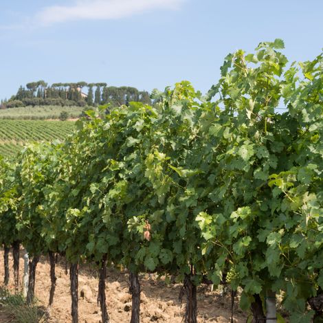 Vineyard